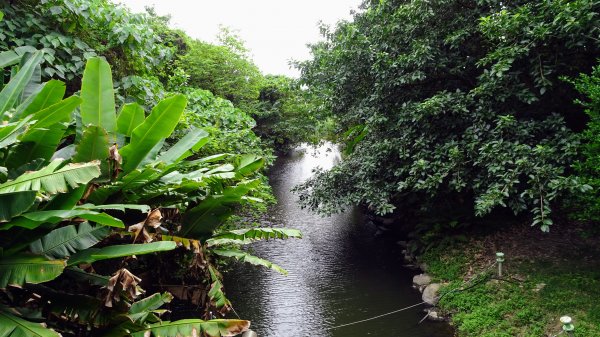 關渡自然鳥公園2322953