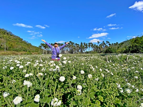 浪漫賞銅鑼杭菊  2020/11/231181002