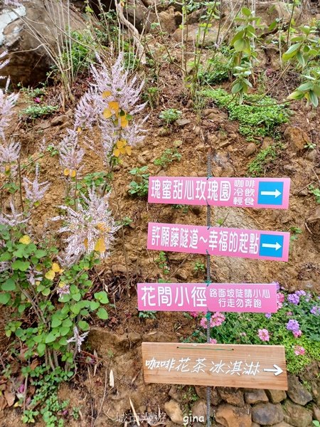 【南投中寮】粉紅山丘麝香木。 瑰蜜甜心玫瑰園2450451