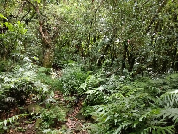 瑞芳區找尋半屏大瀑布未果2880963