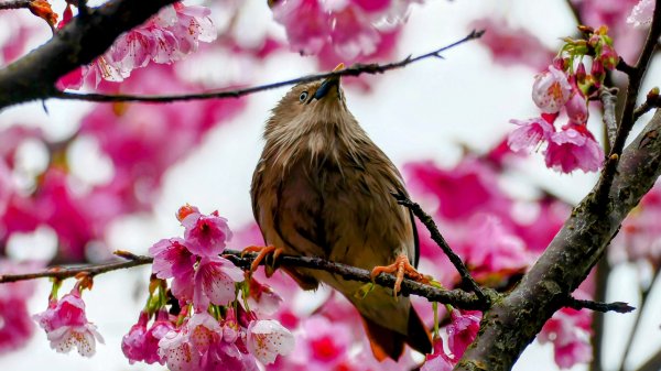《青玉案・樂活櫻雲照水》2709182