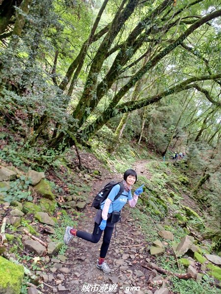 【嘉義縣阿里山鄉】避暑山林芬多精。 石山引水道步道、鹿林前山瀑布2280176