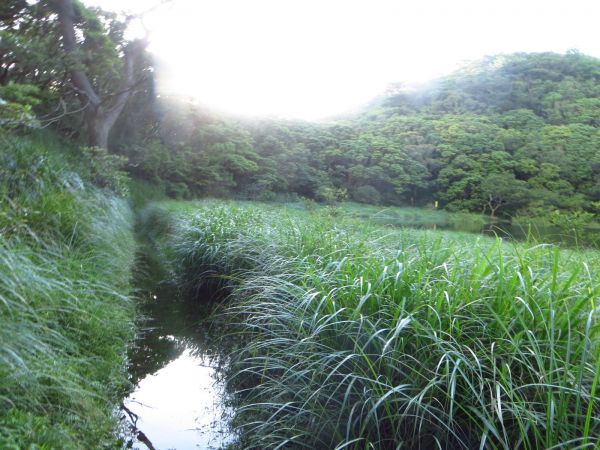 豪大梅雨後寧靜向天池湖沼枝額蟲現蹤跡133662