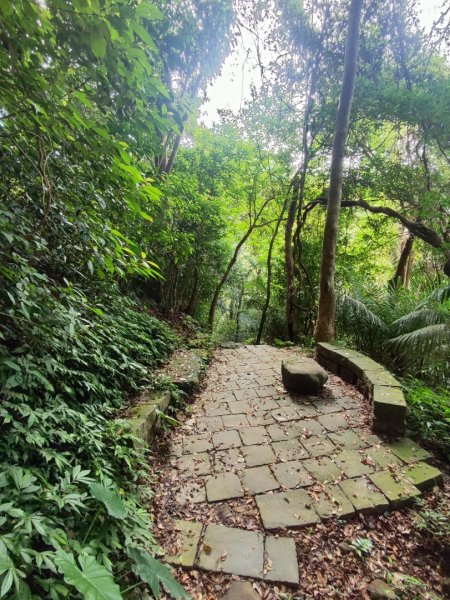 苗栗獅潭鳴鳳古道2929610