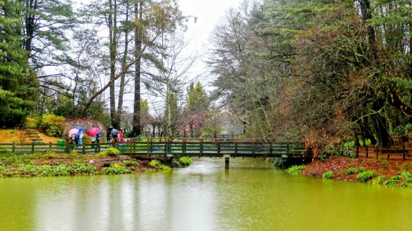 《青玉案・福壽山櫻》2712371