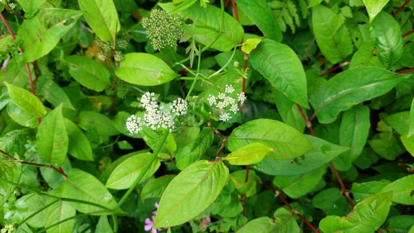 新北萬里丁火朽山、八斗山連走2768658