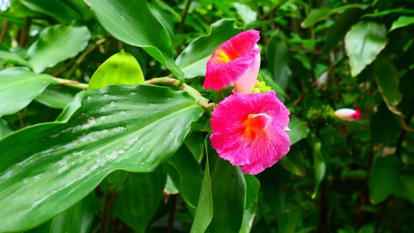 台北植物園3051132