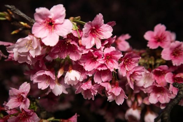 【賞花】內湖樂活公園賞夜櫻倒數 寒櫻近尾聲 二區八重櫻正綻放