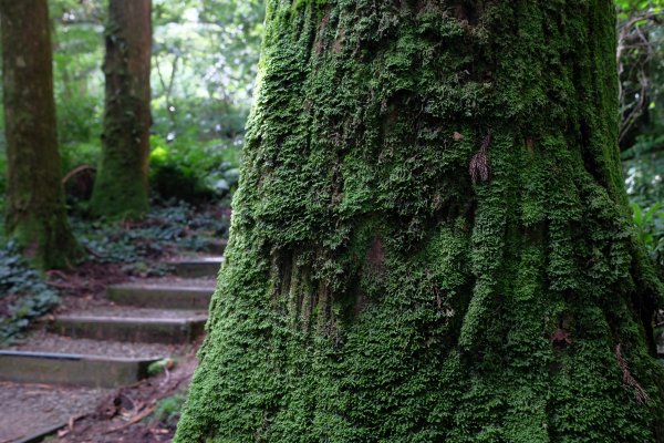 桃園復興區  東卡O縱2823805