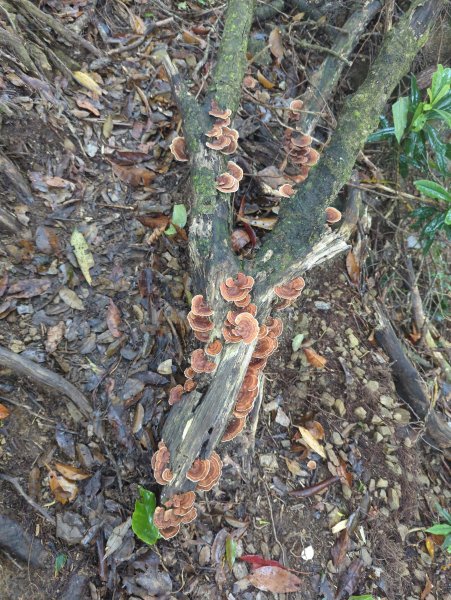 2025.07.05－高島縱走2828198