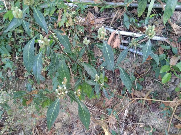 盆貿里山三盆連走2749528