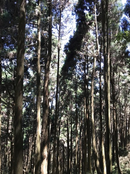 110年5月16日高雄   藤枝國家森林遊樂區1456919