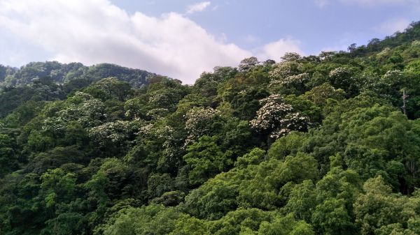 20170509土城賞桐步道124839