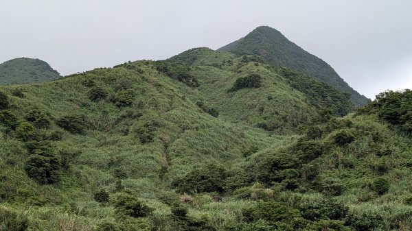 115.05.31燦光寮古道-草山-不厭亭之旅3067254