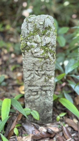 20240429 桃園復興枕頭山薑母島2492265