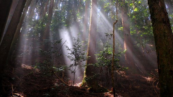 尋幽訪古遊走千年巨木和幻霧美森的樂山林道2882364