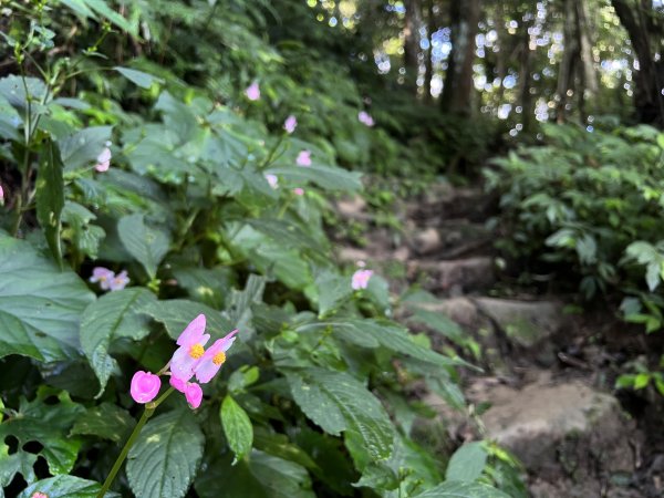 探 齊天大聖受難之五指山1806486