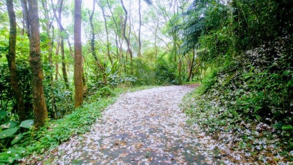 十二寮登山步道937530