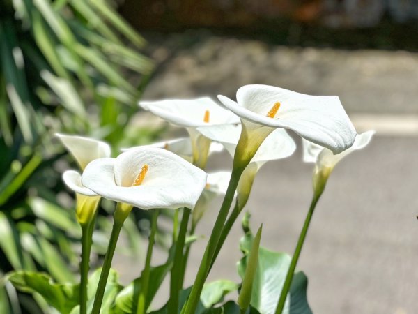 溪頭六連峰O繞2741797