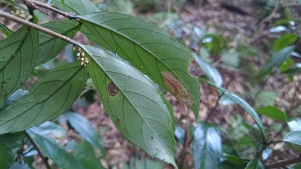 北坑山大板根東洗水山盡尾山東北峰2701692