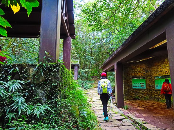 走魚路古道吹風放空賞金芒731201