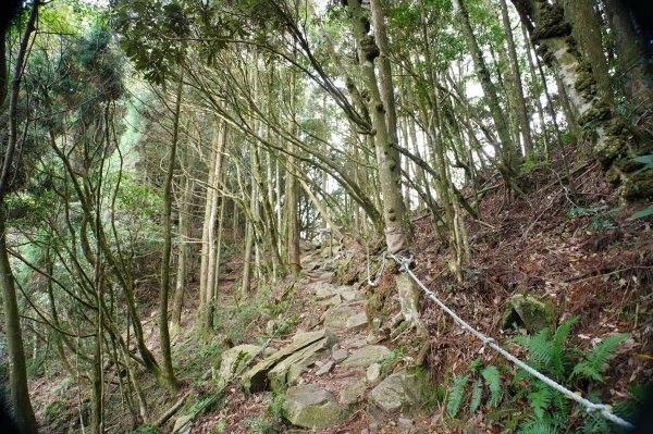 臺中 和平 橫嶺山、沙蓮山、笛吹山2974927