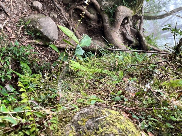 20251013_都蘭山（台東小百岳）2941338