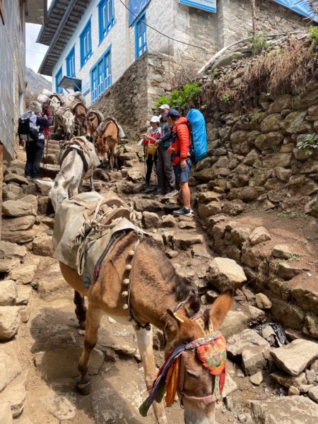 尼泊爾EBC馬牛螺羊動物寫真-山屋-協作-美食2789016