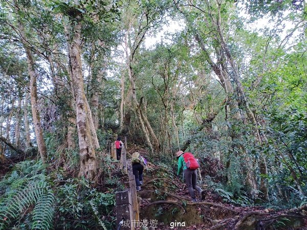 【雲林古坑】舒適宜人。 石壁山連走好望角嘉南雲峰2755256