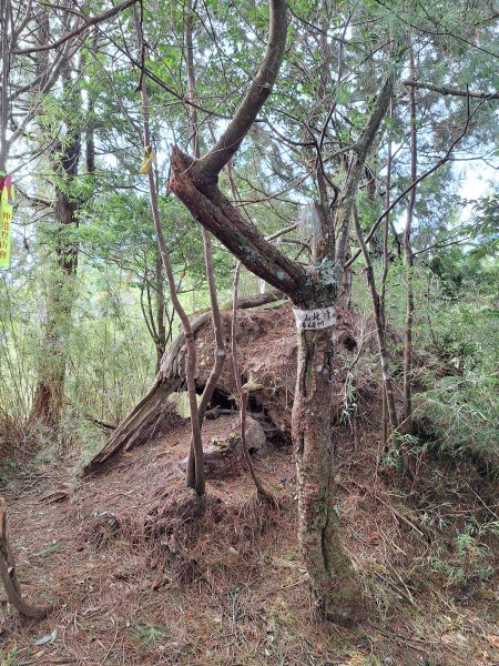 觀霧之榛山O型202411232653913