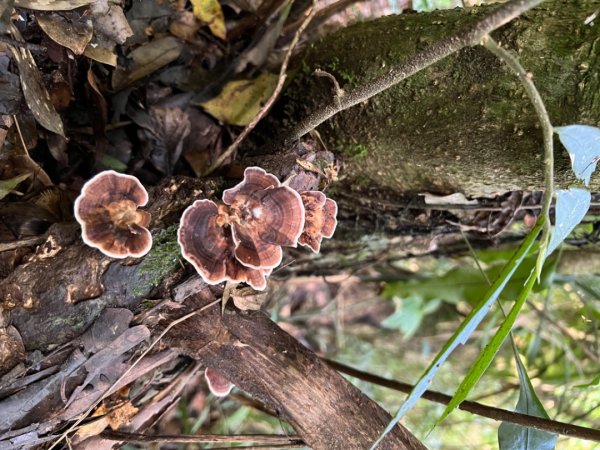 嘉義大湖尖山-天雲山、文峰山O型1740121