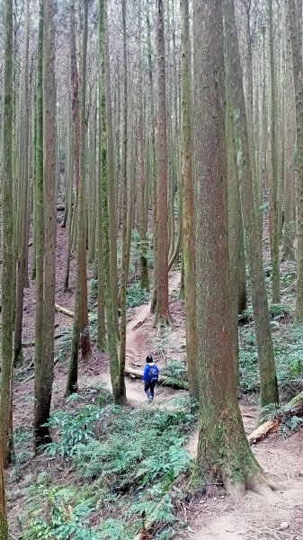 林相優美的臺中長壽山、肥崠山 - 鳶嘴西稜步道1357251