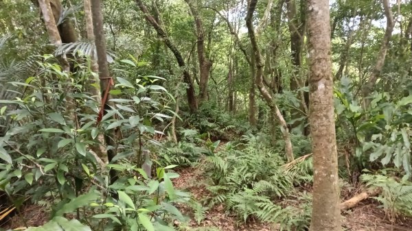 平溪區望古觀瀑步道-嶺腳寮山-望古坑保甲路-嶺腳步道3094498