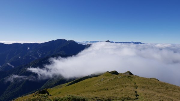 奇萊南華 - 雲海黃金大草原 2023/11/26-272376809