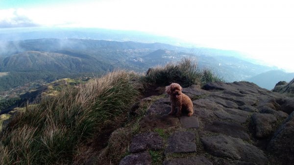 1081215陽明山主，東峰O型走走散步776232