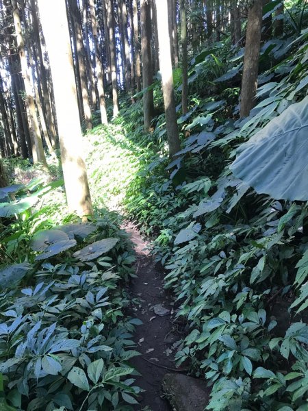 南庄賽夏族部落名山490038