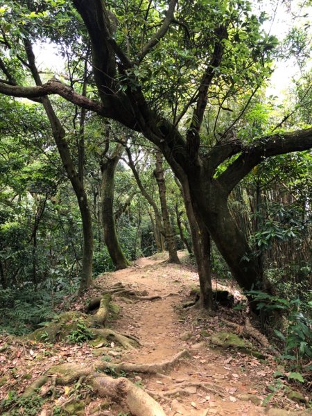 大同山-青龍嶺-大棟山-山佳車站930011