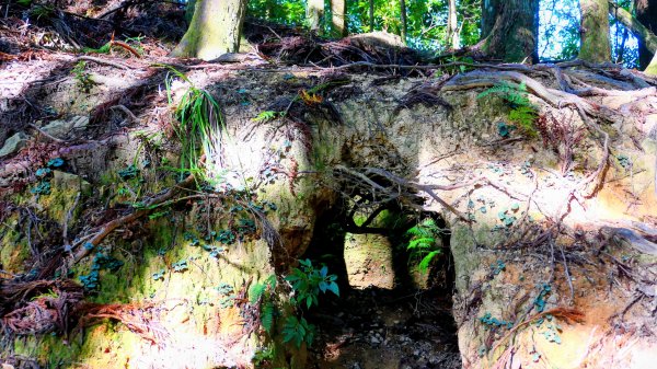 油羅山(一上三下)2959131