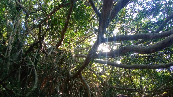 赤牛嶺登山步道1589082
