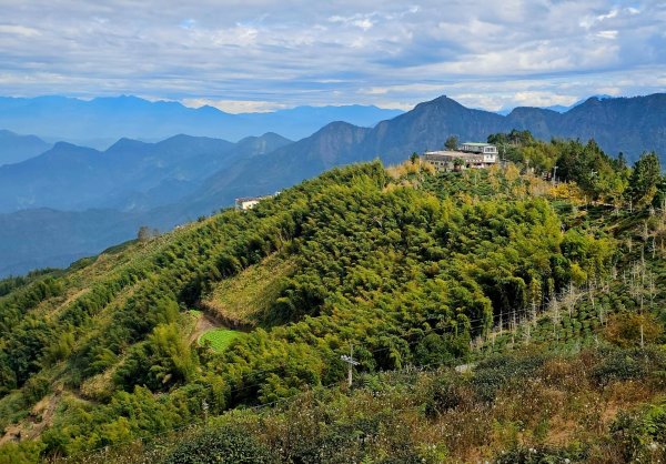 大崙山銀杏森林2966091