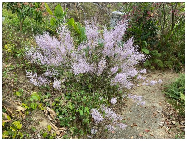 大堀底山 (穿霧隘勇線)3023664