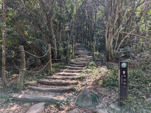 漂亮的五葉松及很有特色的圓木棧道：大坑5-1及5號步道＆頭嵙山（小百岳#41）1879159