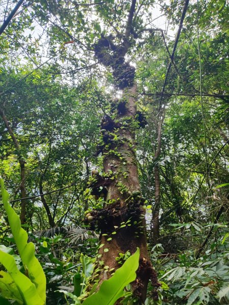 淡蘭古道第三段（我的淡蘭最終章）2838797