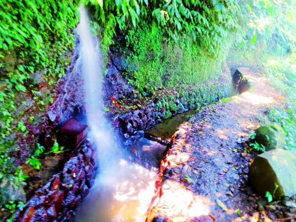 夏日水圳古道之旅：走坪頂古圳步道消暑去