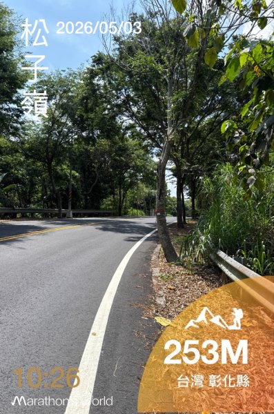 追逐139的金黃花海/相思樹 順訪崩坎山 松子嶺 樟普寮山 西施厝坪山和小百岳橫山3046414