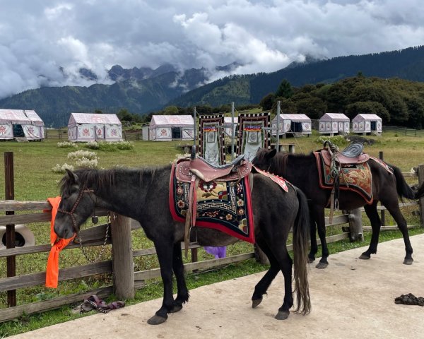 西藏♥️可愛動物🐎人物寫真/拉薩旅拍/美食2902988