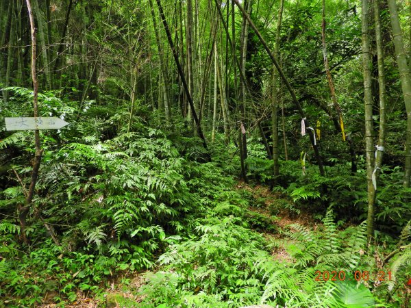 新北 烏來 大桶山1004529