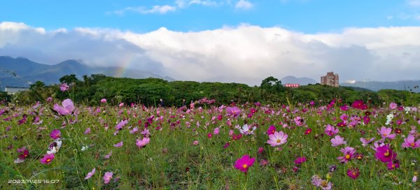 關渡花田，花好月圓2359229