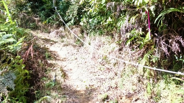 雙溪區竹子山-南勢坑山去回3077216