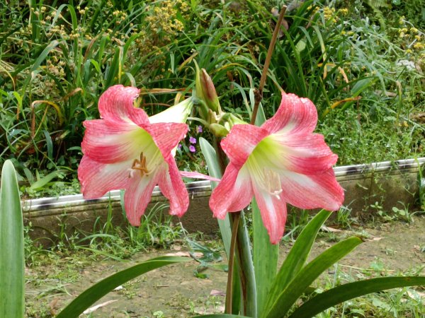 平溪區三功大厝+番子坑山+千階嶺步道O型2781089